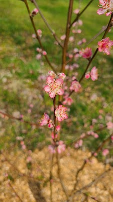 Apison - Image 3