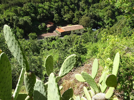 Centro de Interpretación de Los Tilos de Moya - Thumbnail