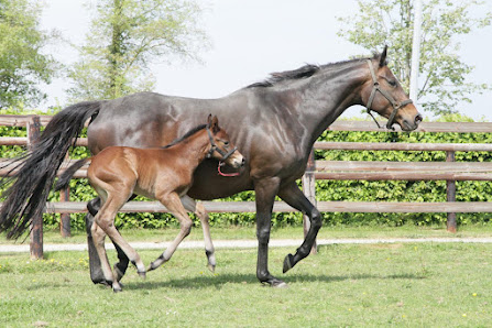 Haras des Hautes Mottes - Saint-Denis-d'Anjou