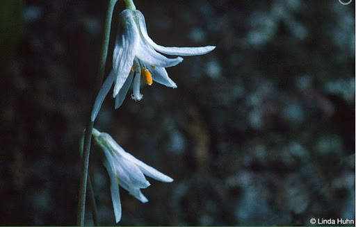 Cannon River Trout Lily Scientific and Natural Area (SNA) - Thumbnail