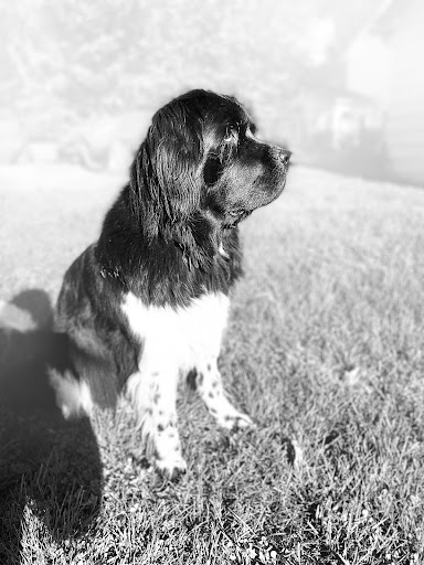 The Zen Vet