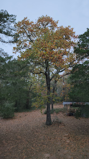 Bluebonnet Cabin - Thumbnail