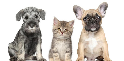 Blue Ridge Animal Hospital