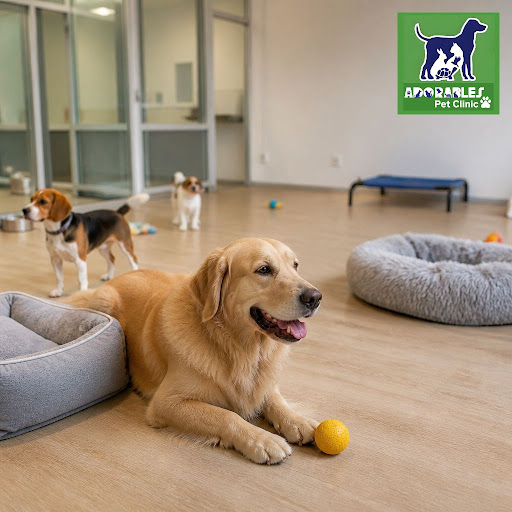Does your pet get stressed in traditional kennels? At Adorables Pet Clinic, Banjara Hills, we off… post image