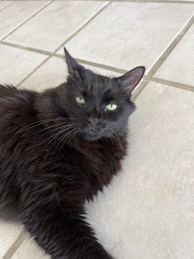 For Cats Only - Visual