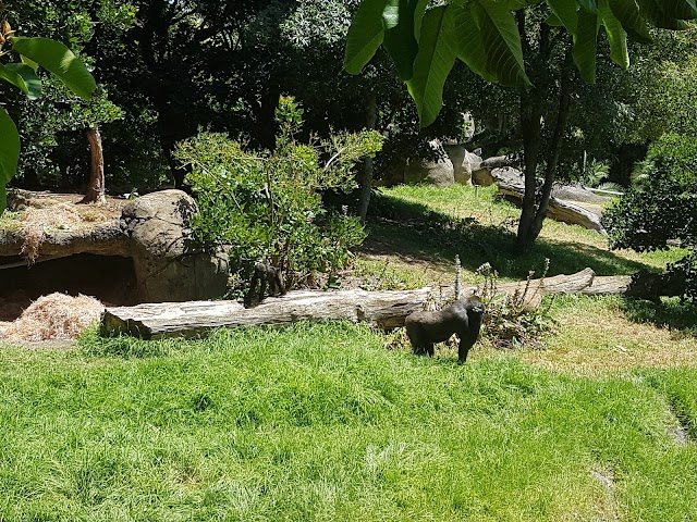 Zoo de Melbourne