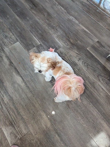 One sharp pooch - Visual