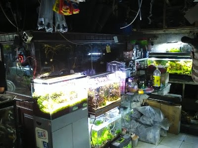 Photos of Yoyo aquascape