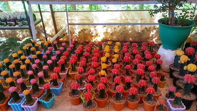Photos of Sarcheshmeh Park