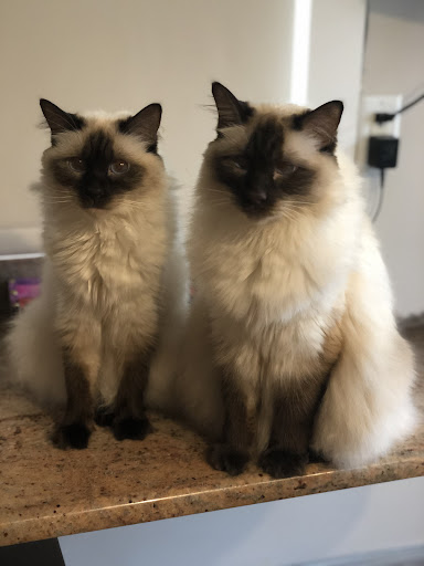 Gambades Balinese Cattery - Thumbnail
