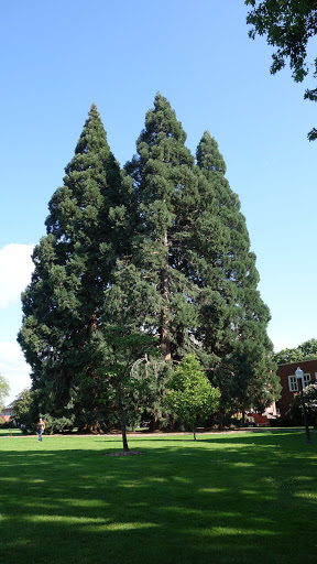 Star Trees - Visual