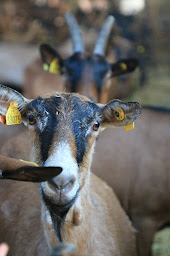 Photo n°30 de GAEC de la Rouvelade FROMAGERIE VALADOU à Saint-Agne (Agriculteur)