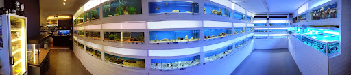 Fish Tank - Visual