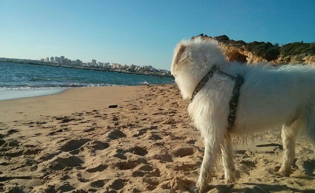 Praia do Pintadinho