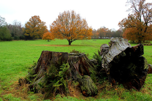 Oaken Drive Field - Thumbnail