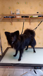 Photo n°16 de Idéal Canin à Sayat (Toiletteur)