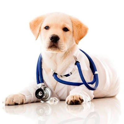 veterinary-care