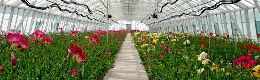 Guernsey Freesia Centre - Thumbnail