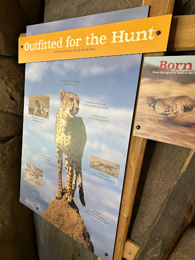 Cheetah exhibit - Thumbnail