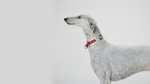Mabel Dog di Monica Franco - Thumbnail