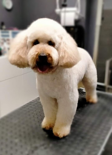 Wash Dog Limena - Thumbnail