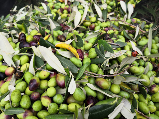 Verde Colli - Visual