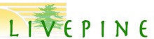 Live Pine - Visual