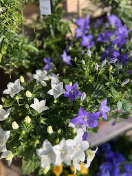 Photo n°3 de A FLEUR DE POT LEGUEVIN à Léguevin (Fleuriste)