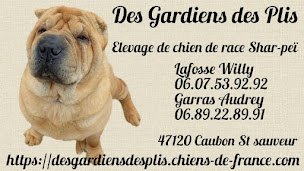 Photo n°3 de Elevage des gardiens des plis à Caubon-Saint-Sauveur (Éleveur de chiens)