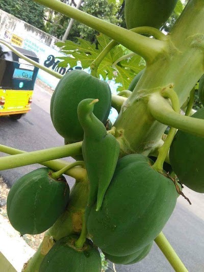 Photos of Shuveccha Store