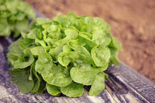 Photo n°5 de GAEC Isakenia à Béguios (Maraîcher)