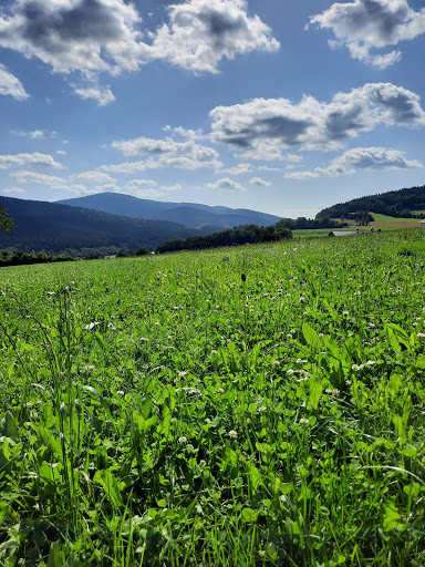 Marchl Garten- und Landschaftsbau, Floristik, Gärtnerei - Thumbnail