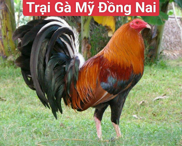 Trại Gà Mỹ Đồng Nai