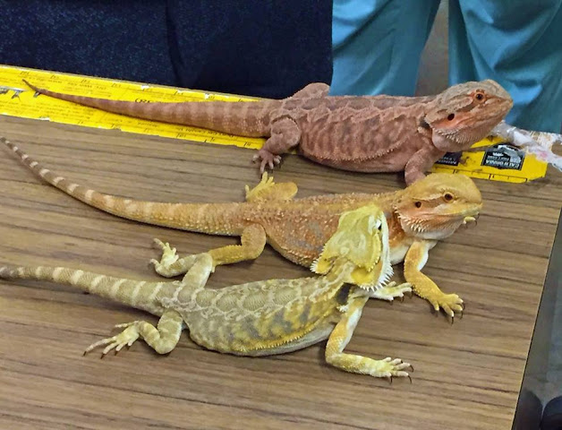 Rainbow Reptile Store by null