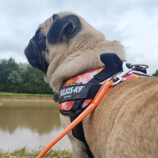 Baby The Pug Shop - Thumbnail