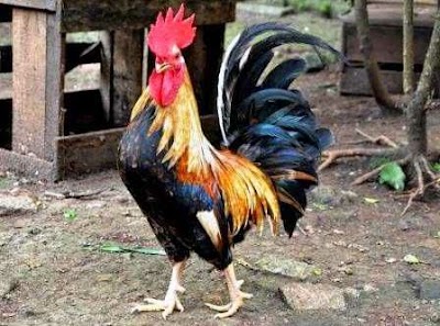 Photos of PEDAGANG AYAM KAMPUNG Dengan Berbagai Jenis