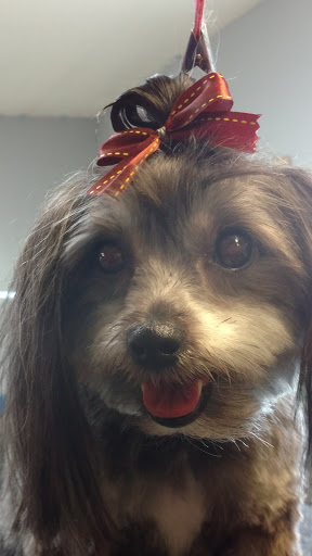 Fluffy Puppy Salon Gallery - United States