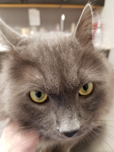 Animed Pet Hospital - Thumbnail