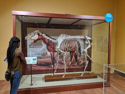 International Museum of the Horse