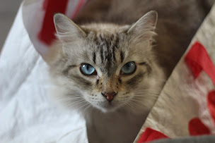 Photo n°12 de Les Amis De Kâli à La Ville-Dieu-du-Temple (Association pour la protection des animaux)