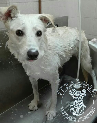 Centro Veterinario Itzamná Mundo Animal