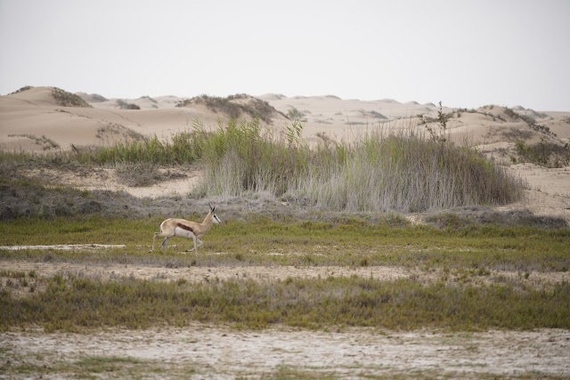 Sandwich Harbour