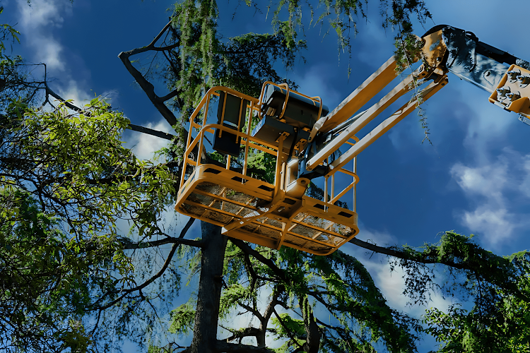 San Rafael Tree Service