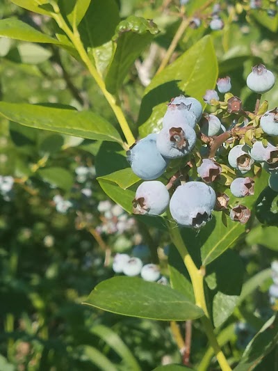 Berry Patch Farm