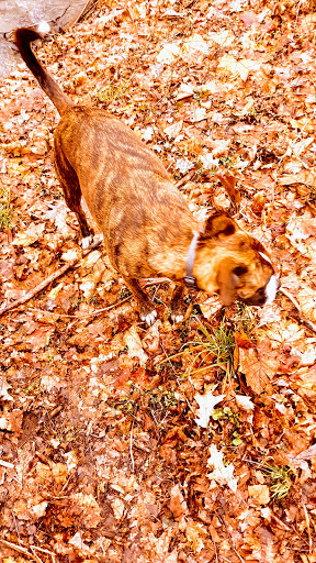 Lonidaw Nature Preserve - ACRES Land Trust - Thumbnail