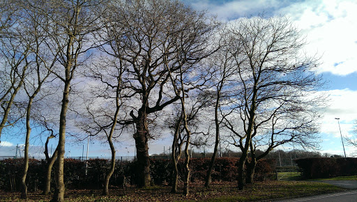 UEA Car Park - Thumbnail