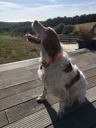 Happy Tails - Toilettage à domicile - Thumbnail