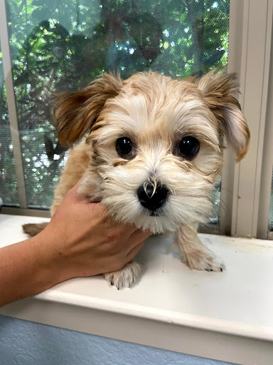 LazyPaw Animal Hospitals Gallery - United States