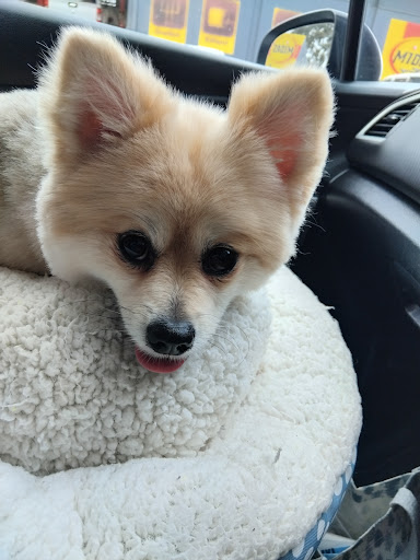 Dezign The Dog - Thumbnail