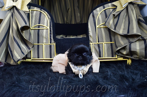 Puppies - Thumbnail